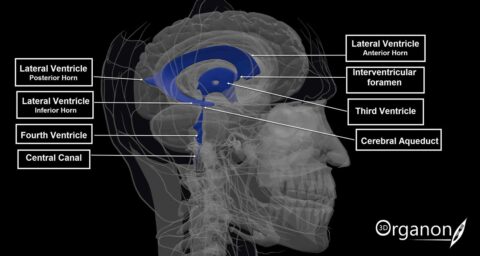 The Verticula system of the brain.