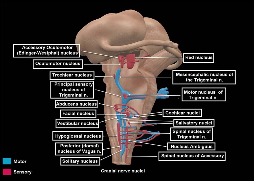 cranial nerve 2 nucleus location