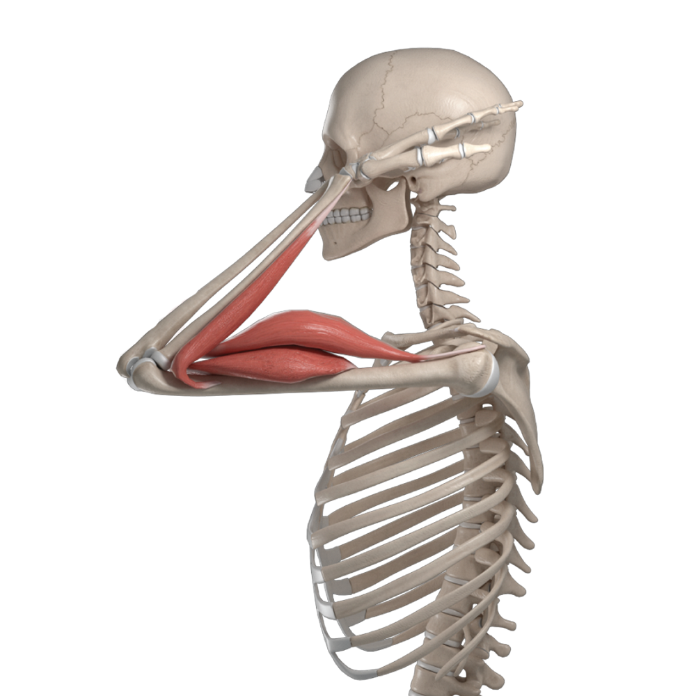 Skeleton image from 3D Organon's anatomy software