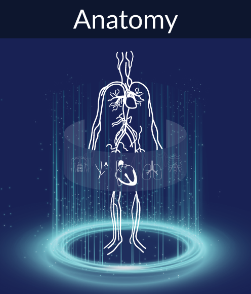 Anatomy feature graphic from the lobby in 3D Organon's anatomy software