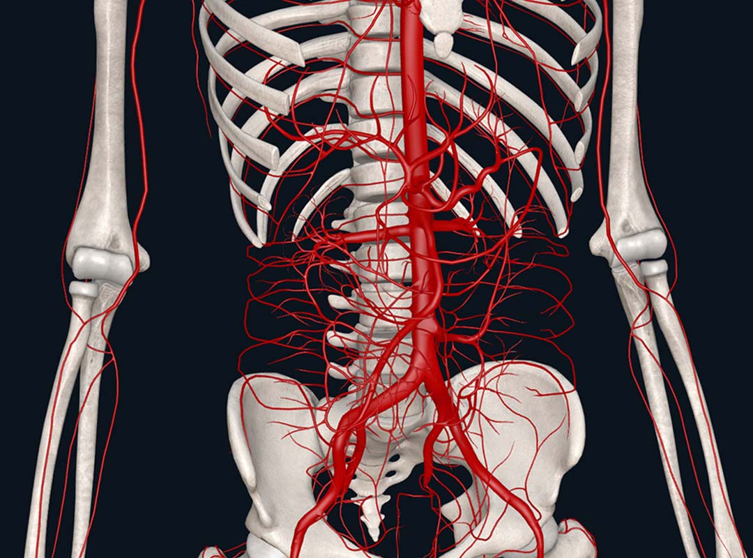 Arterial system demonstration on 3DO's Anatomy software