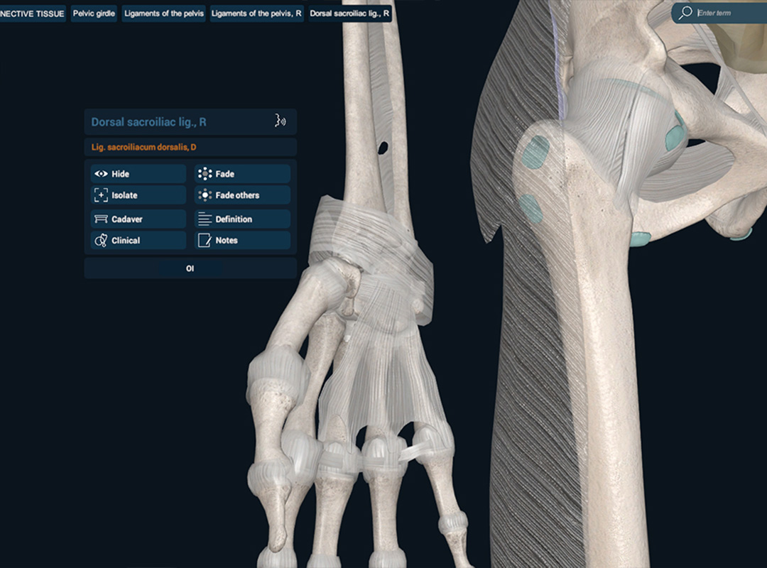 Connective tissue demonstration on 3DO's Anatomy software