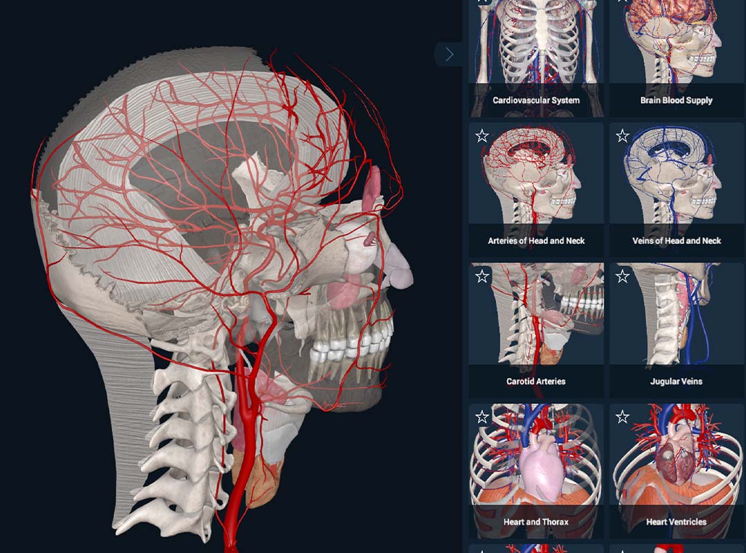 Regional anatomy feature demonstration on 3DO's Anatomy software