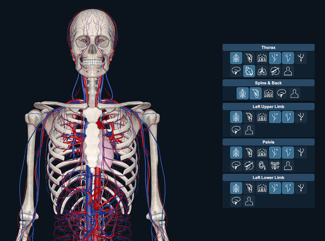 Search tool feature demonstration on 3DO's Anatomy software