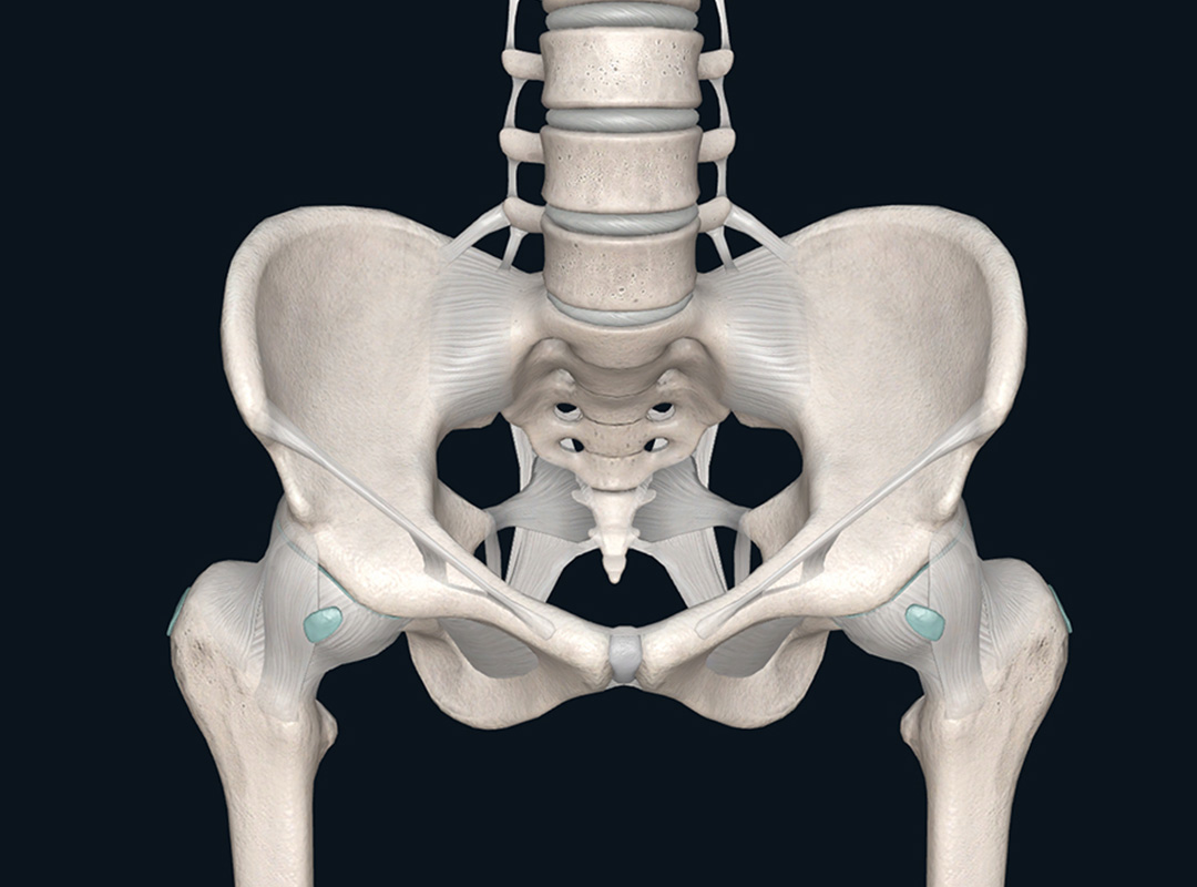 Skeletal system demonstration on 3DO's Anatomy software