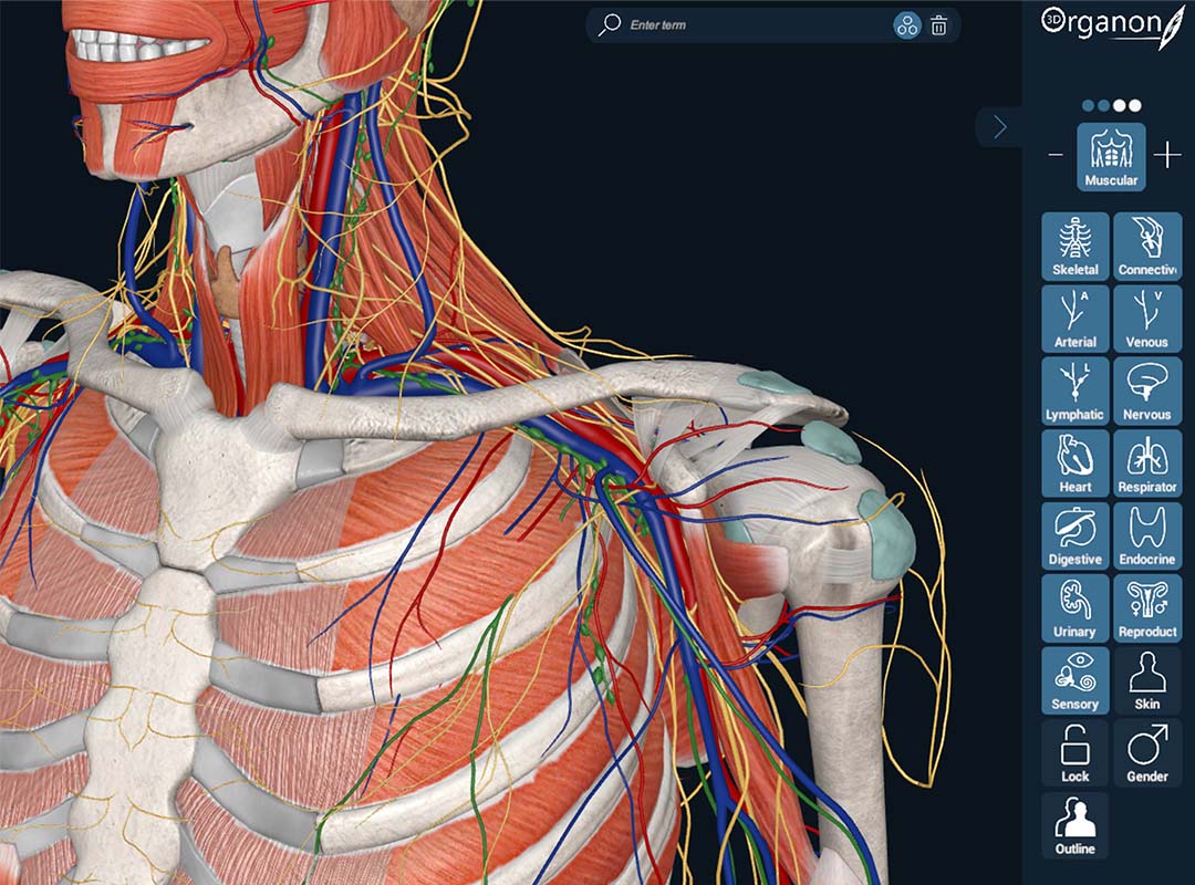 3D Organon System Based Anatomy