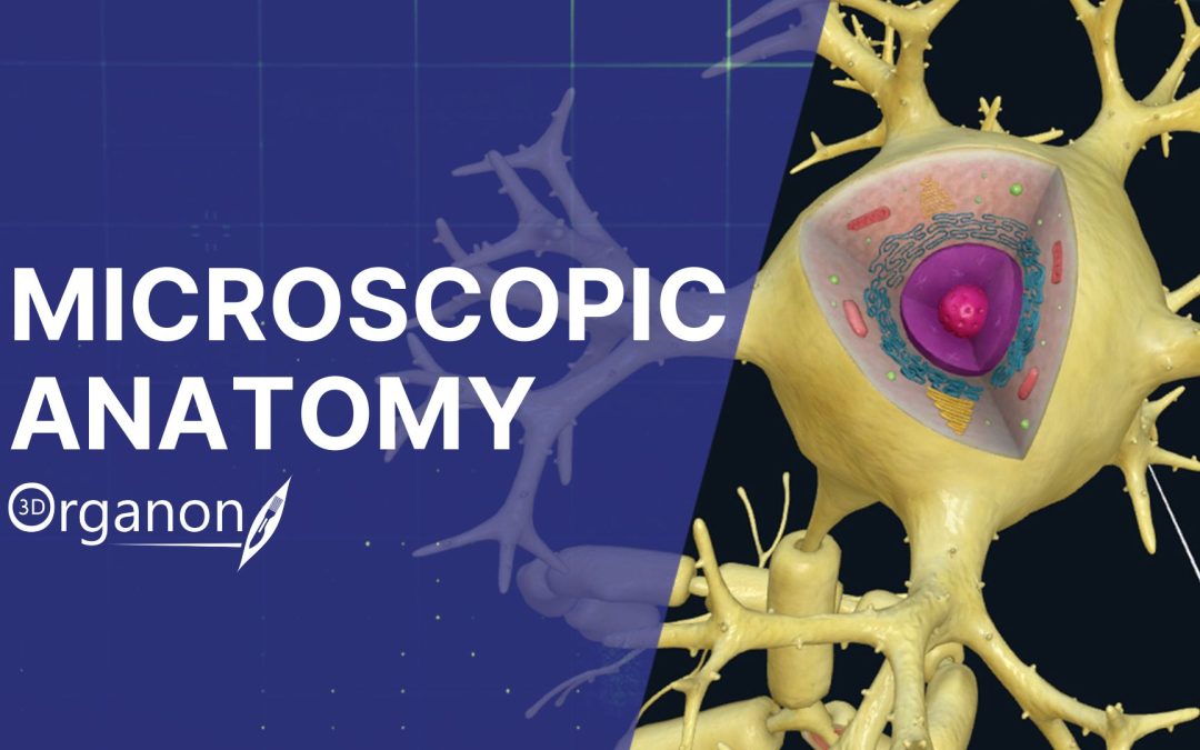 Microscopic Anatomy Education with 3D Organon: A New Era in Interactive Learning