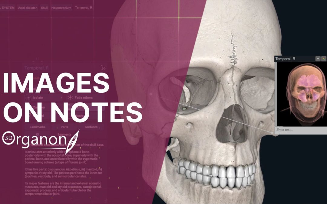 Add Images to Your Notes in 3D Organon