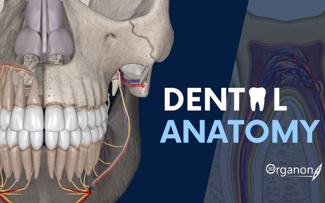 Τhe Next Frontier in Dental Education: 3D Organon Dental Anatomy