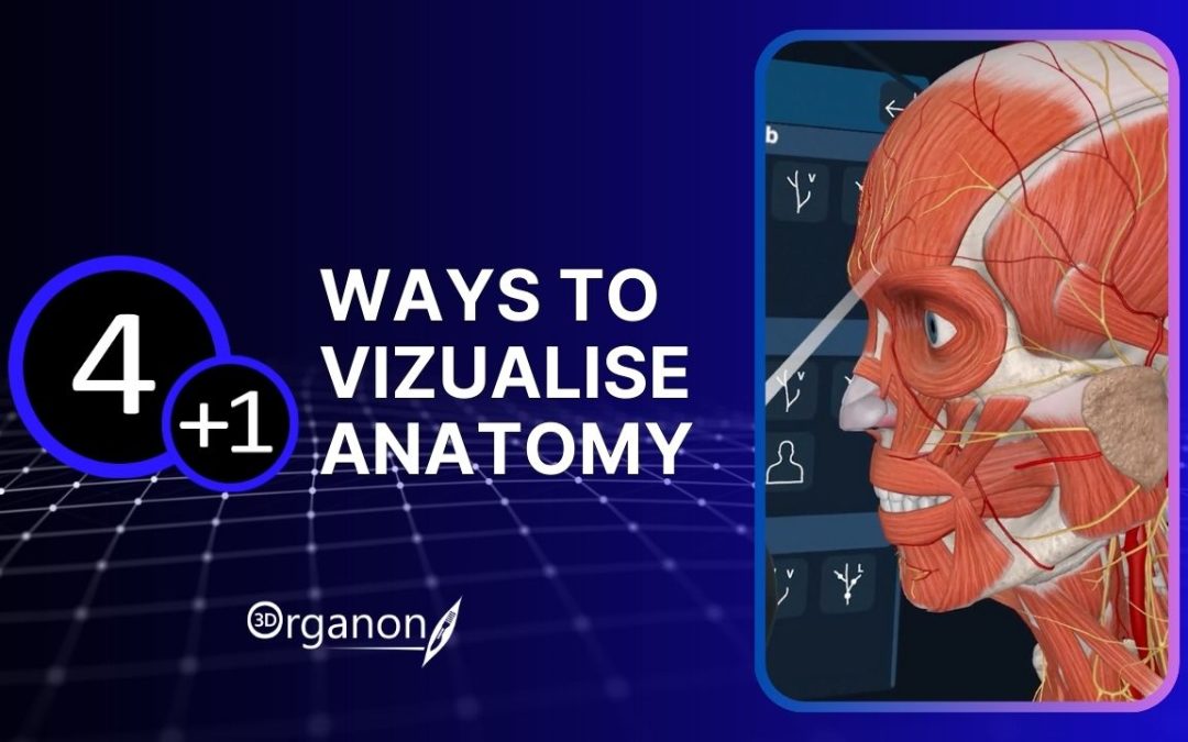 Learning or teaching anatomy effectively starts with the right approach to visualization. Explore 4+1 innovative approaches to help you understand the complexity of the human body.