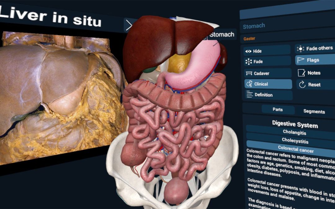 3D Organon XR visualization of the human liver in detailed 3D, showcasing interactive, immersive anatomy for enhanced learning and exploration.